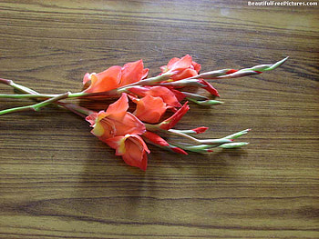 GLADDIES, pink, flowers, lovely HD wallpaper