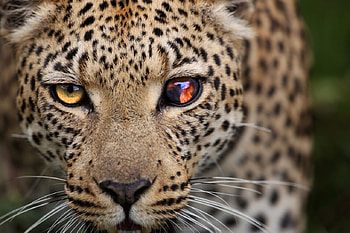leopard up close, cats, face, leopard, big HD wallpaper