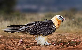 Bearded Vulture, Quebrantahuesos lammergeier, Animal planet, Animal conservation HD wallpaper