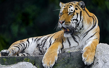 Animals, Predator, Relaxation, Rest, Tiger HD wallpaper