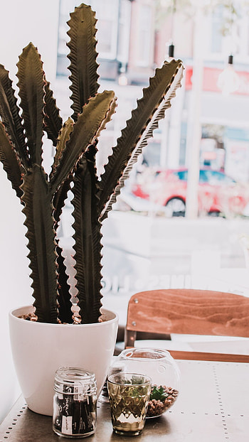 Cactus, Android , Mobile beauty, Full HD phone wallpaper