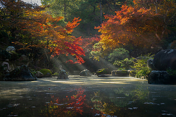 Autumn Radiance In A Japanese Garden, autumn, trees, tree, japan, garden, lake, pond, nature HD wallpaper