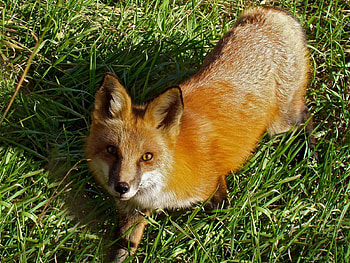 Animals, Grass, Fox, Muzzle, Sight, Opinion, Stroll HD wallpaper