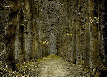 Woodland Walk, leaves, trees, autumn, road, large, forest, tall HD wallpaper