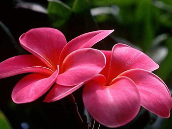 flower, pink flower, flowers HD wallpaper