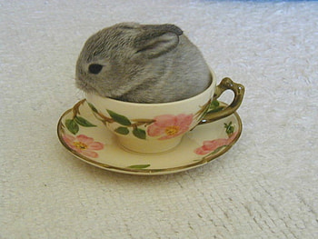 WEE LITTLE BUNNY, LITTLE, CUTE, BUNNY HD wallpaper