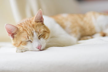 Adorable ginger cat sleeping peacefully on a soft bed indoors. Perfect depiction of relaxation. HD wallpaper