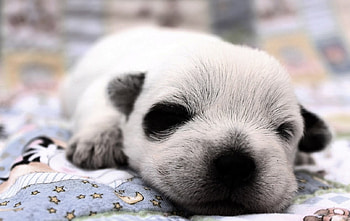 A few days old puppy, Animals, cute, Dog, Puppy HD wallpaper