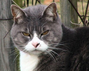 Cat, cats, kitties HD wallpaper