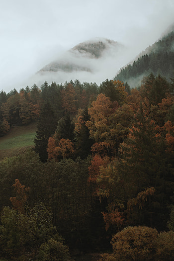 Nature, Trees, Autumn, Forest, Fog HD phone wallpaper