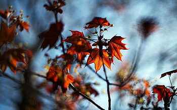 Nature, Autumn, Leaves, Macro, Branches, Branch, Bokeh, Boquet, Maple HD wallpaper
