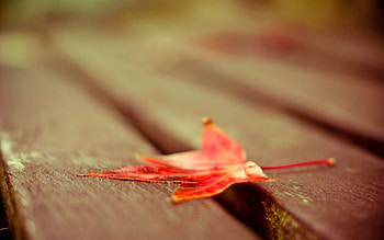 Autumn, Macro, Wooden, Wood, Sheet, Leaf, Maple, Floor HD wallpaper