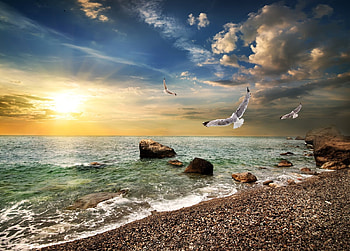 Watching the beach at dawn!!!, animal, bird, nature, sky, sun, beach, aurora, cloud HD wallpaper