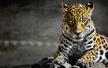 Animals, Cheetah, To Lie Down, Lie, Spotty, Spotted, Wild Cat, Wildcat HD wallpaper
