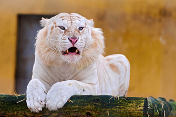 Animals, Grin, Predator, Tiger, Albino HD wallpaper