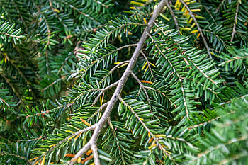 Eastern hemlock, Purdue Fort Wayne, Tree species, Natural beauty HD wallpaper