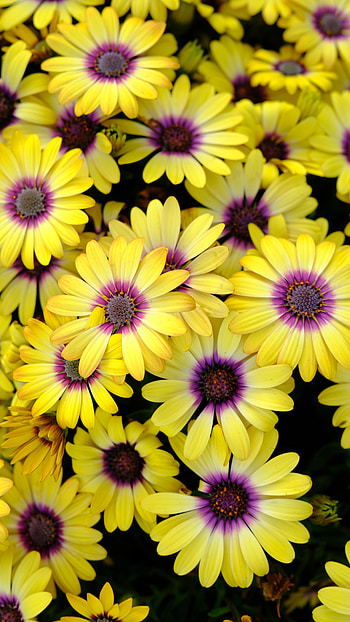 Flowers, Camomile, Petals, Chamomile HD phone wallpaper