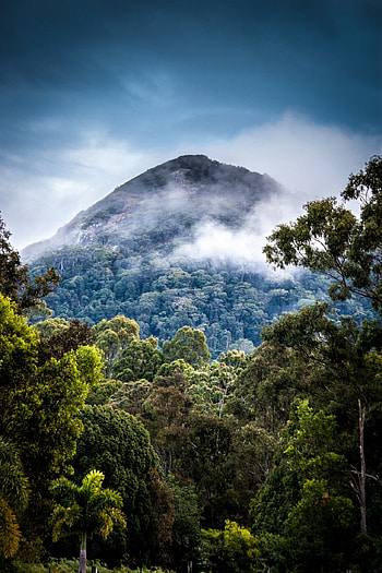 Mountains, Rainforests HD phone wallpaper