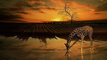 -spirited giraffes, beauty, Boundless joy, Nature's delight HD wallpaper