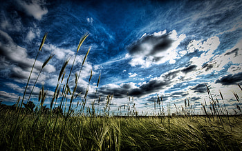 Landscape, Fields, Clouds HD wallpaper