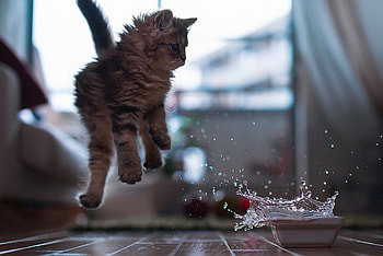 Splash and Jump!, kitten, sweet, kitty, splash, cats, cute, beautiful, playing, animals, adorable, friends HD wallpaper