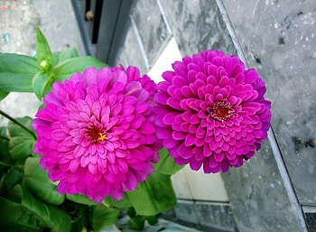 Flowers, Couple, Pair, Close-Up, Greens, Flower Bed, Flowerbed, Zinnias, Cincinnati HD wallpaper
