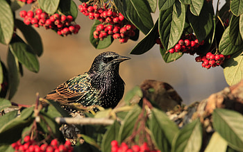 Starling, animal, nature, bird HD wallpaper