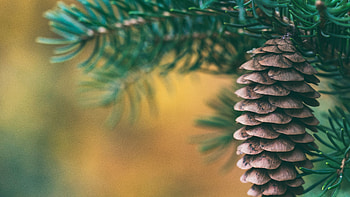 Spruce trees, Cone close-up, Nature's blur, Spruce cone beauty HD wallpaper