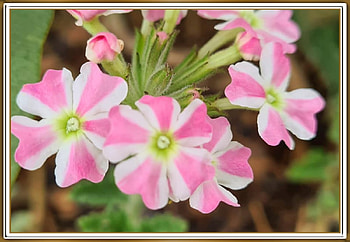 CANDY STRIPE VERBENA, PRETTY, NATURE, FLOWERS HD wallpaper