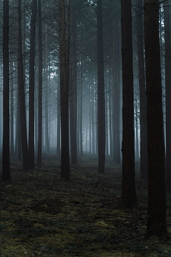 A serene and mysterious foggy forest scene with tall, leafless trees creating a tranquil atmosphere. HD phone wallpaper