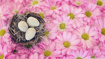 Easter Eggs In A Nest, with, Eggs, Easter, flowers, Nest, In, A HD wallpaper