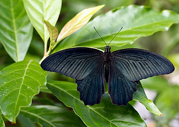 Black Butterfly, animal, black, butterfly, insect HD wallpaper