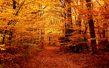 AUTUMN FOREST PATH, autumn, colors, forest, path HD wallpaper