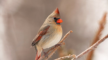Carnial Birds, carnial, birds HD wallpaper