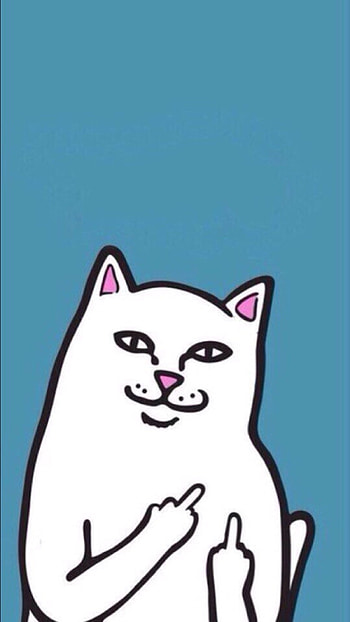 Dont Touch My Live, Attitude Cat HD phone wallpaper