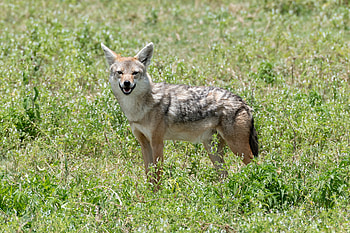Animals, Predator, Wildlife, Animal, Jackal HD wallpaper