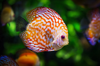Animals, Color, Fish, Discus HD wallpaper