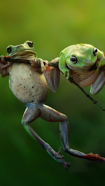 3 Friends, Frogs HD phone wallpaper
