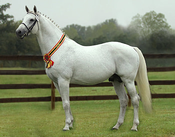 Holsteiner, horses, white, grey, german, warmblood HD wallpaper