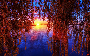 Willow Tree, Branch sunset, Fall earth HD wallpaper