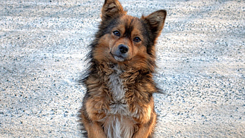 Animals, Fluffy, Dog, Muzzle, Nice, Sweetheart, Doggy HD wallpaper