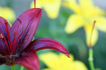 Standing Alone , garden, red, yellow, flower HD wallpaper