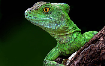 Animals, Lizard, Head, Climb HD wallpaper