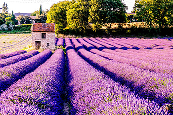 Nature, Flowers, Lilac, Field, France, Drome HD wallpaper