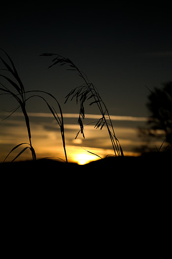 Sunset, Grass, Dark, Silhouette HD phone wallpaper