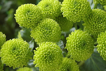 Bloom, chrysanthemum, green flowers HD wallpaper