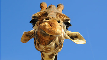 Funny, Animals, Giraffes HD wallpaper