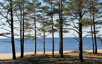 Forest by Sea in Latvia, sea, trees, Latvia, forest, beach HD wallpaper