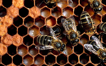 Beeswax, Bees HD wallpaper