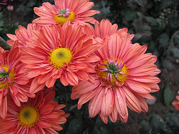Plants, Flowers HD wallpaper